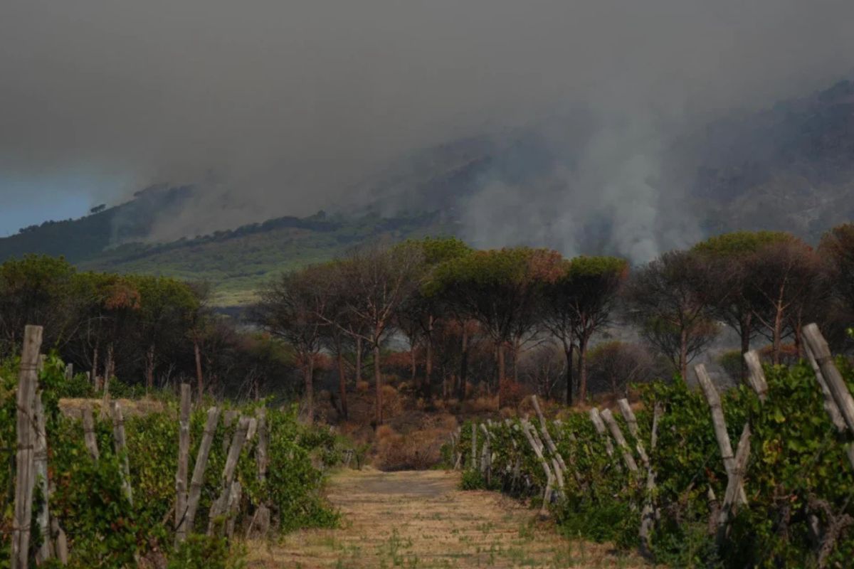 Un incendio forestal de gran magnitud continúa activo por tercer día consecutivo en el Parque Nacional del Vesubio, ubicado en la localidad de Terzigno, cerca de Nápoles, Italia. (telesurtv.net)