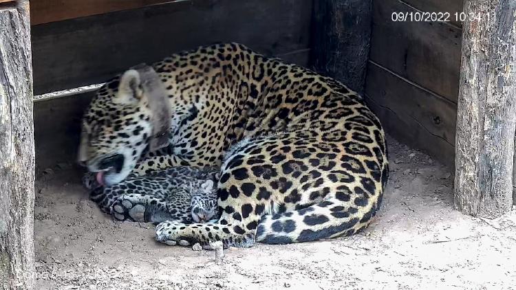 Nacieron dos yaguaretés en el PN El Impenetrable 2 Nacieron dos yaguaretés en el PN El Impenetrable 2