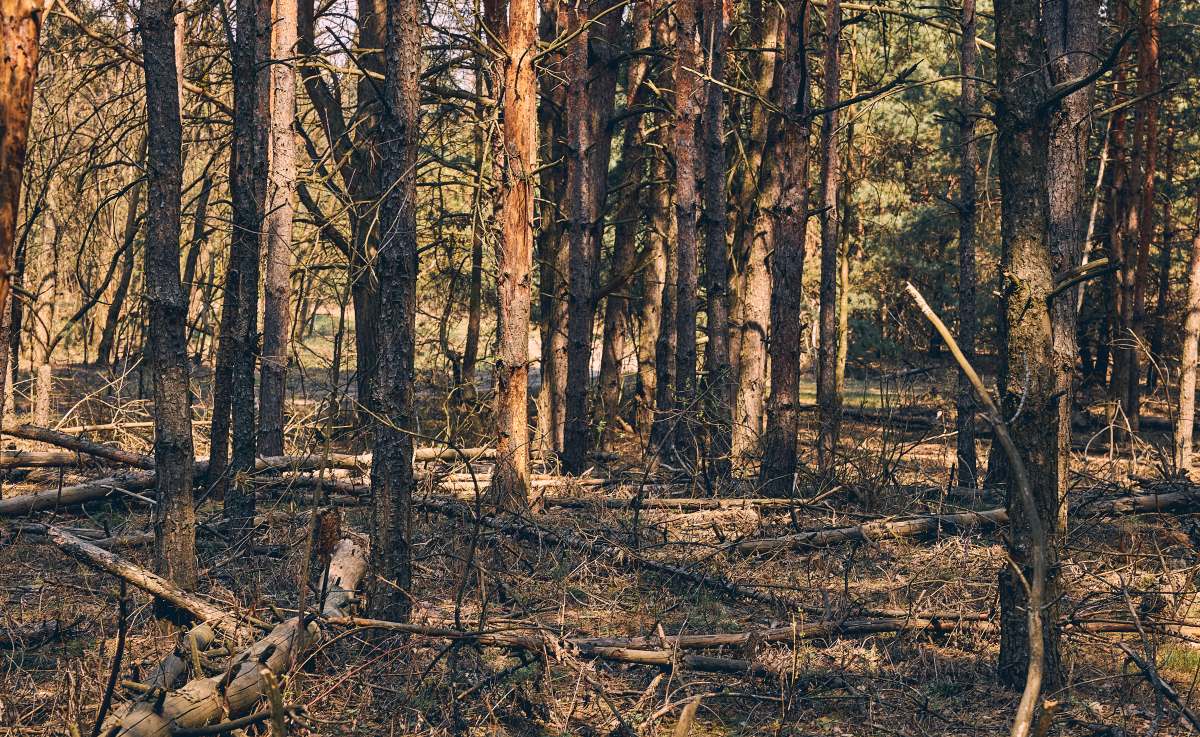 Bosques Siria guerra