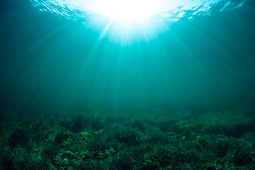 manglar bajo el agua