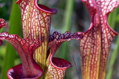planta carnivora Estas pequeñas cazadoras verdes, como la Venus atrapamoscas o la nepenthes, no solo aportan un toque exótico, sino que también pueden ayudarte con algunos insectos molestos. (Foto: Pinterest)