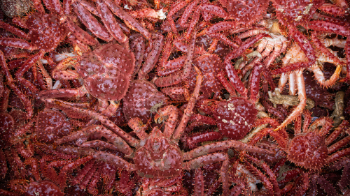 Pesca artesanal de Centollas Foto de Luján Agusti Pesca artesanal de Centollas Foto de Luján Agusti