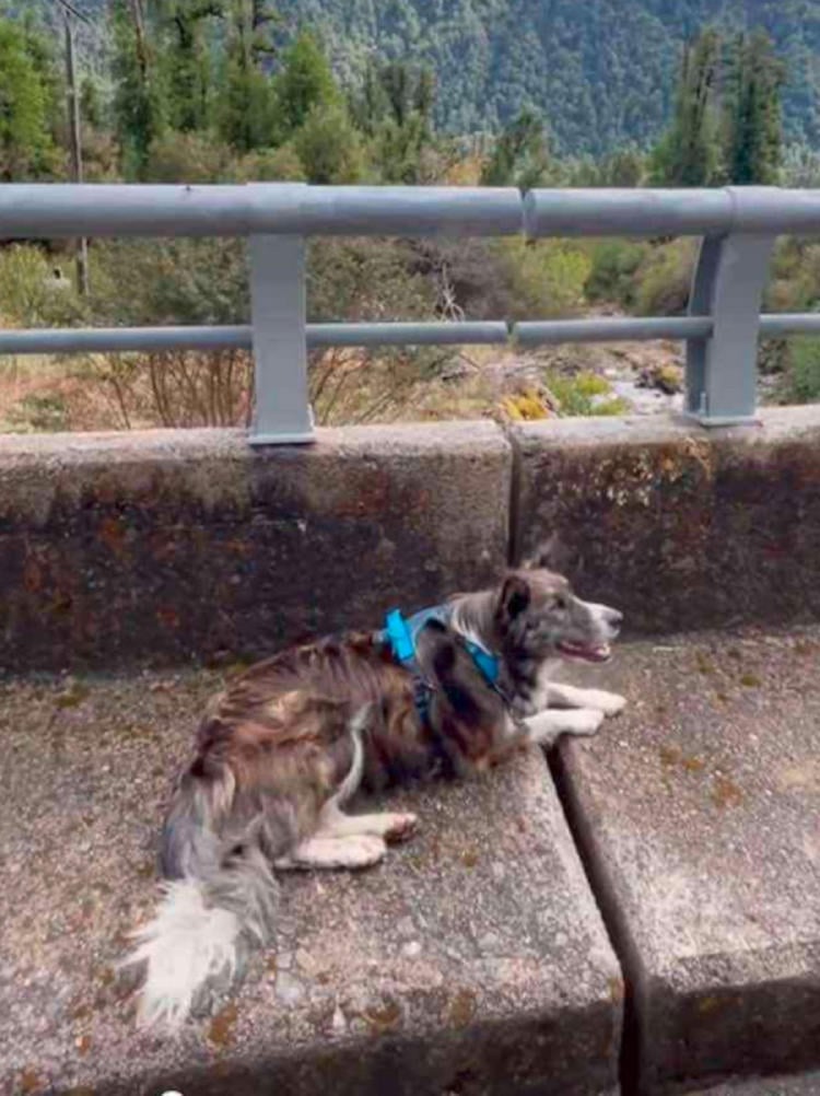 perrita chile2 perrita chile2