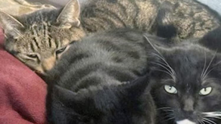 gatos Joseph Journell perdió a dos de sus gatos tras darles leche cruda contaminada con el virus H5N1. (Joseph Journell/AP)