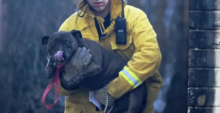 rescate mascotas chile2