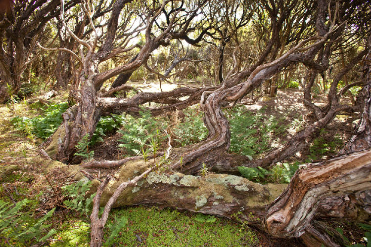 bosque auckland