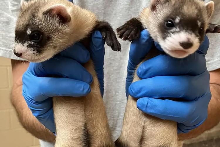 Comadrejas La fusión entre instituciones de investigación y biotecnología impulsa programas que quieren cuidar la viabilidad a largo plazo de especies como la comadreja de patas negras.