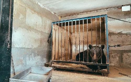 osa cautiverio3 osa cautiverio3