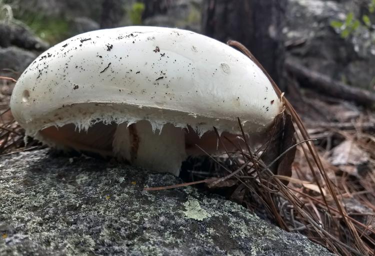 celula eucariota