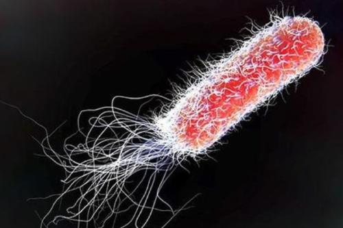 bacteria Imagen: Pinterest