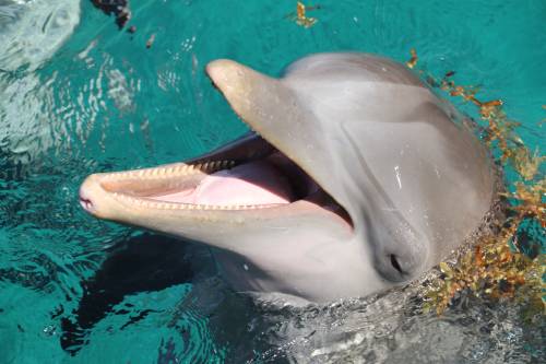 7 mentiras que avalan el sufrimiento de los delfines por entretenimiento
