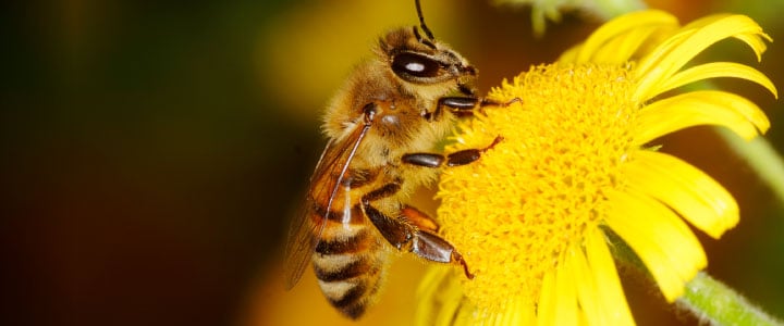 La importancia de las abejas
