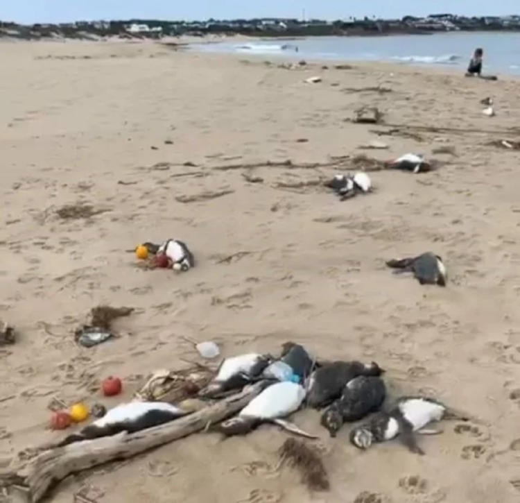 pinguinos muertos2 pinguinos muertos2