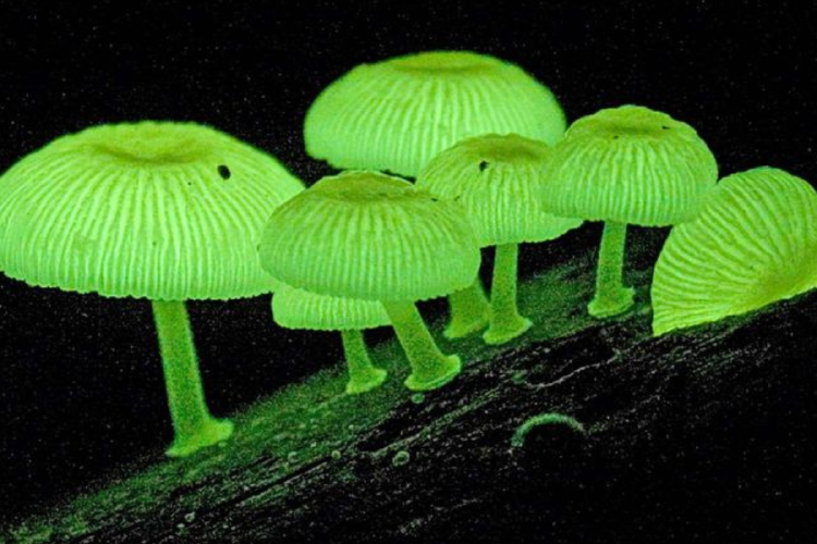hongos Existen más de 80 especies conocidas de hongos bioluminiscentes en todo el mundo. (Foto: Pinterest)