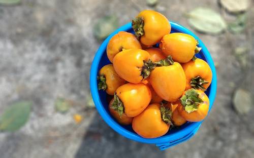 Caqui: recetas para incorporar este superalimento en la dieta