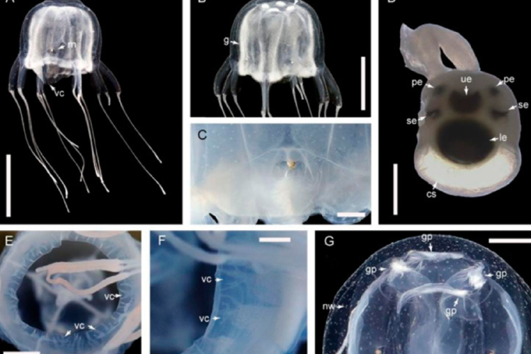 medusa El hallazgo refuerza el llamado de los científicos para estudiar con urgencia el impacto de los cambios ambientales sobre especies venenosas. (Fuente: foxweather.com)
