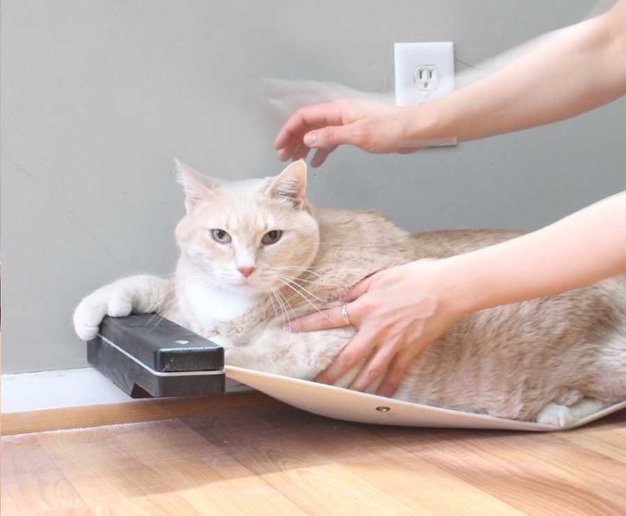 gatito