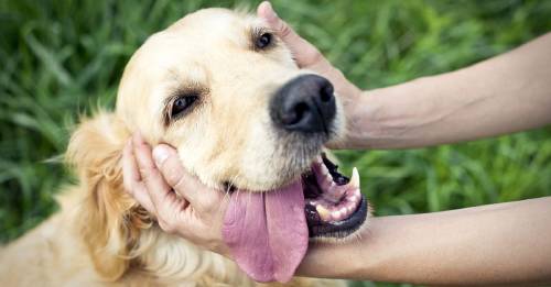 10 enfermedades que te puede transmitir tu perro
