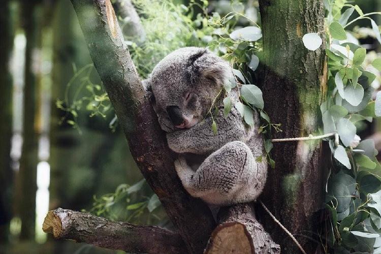 Nacieron 9 koalas en un parque tras incendios en Australia