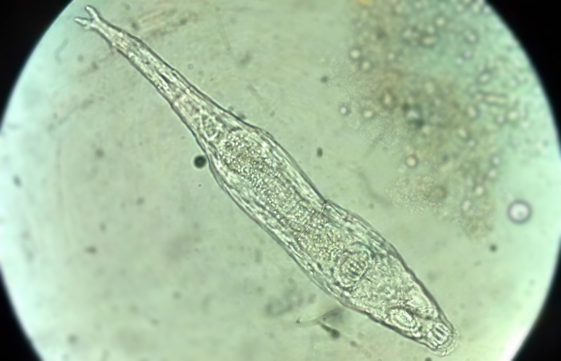 Un animal microscópico volvió a la vida tras pasar 24.000 años bajo el hielo