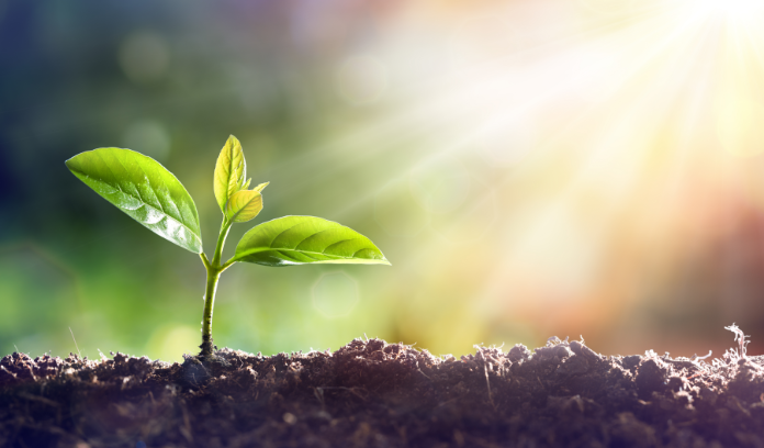 adn vegetal Bóveda de semillas en el Ártico: un patrimonio vegetal de la humanidad