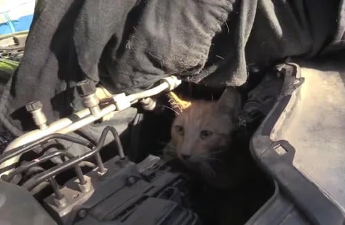 gato motor gato motor