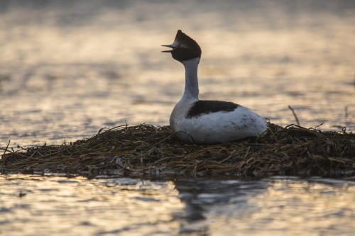 Macá Tobiano Macá Tobiano
