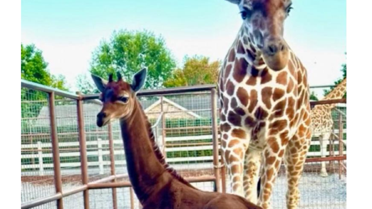 jirafa sin mancha Este fenómeno es extremadamente raro en la naturaleza, ya que las jirafas sin manchas pueden ser más vulnerables a los depredadores debido a la falta de camuflaje.