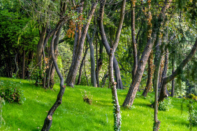 parque estambul regeneración del suelo