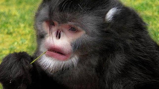 mono_elvis 644x362 mono_elvis 644x362