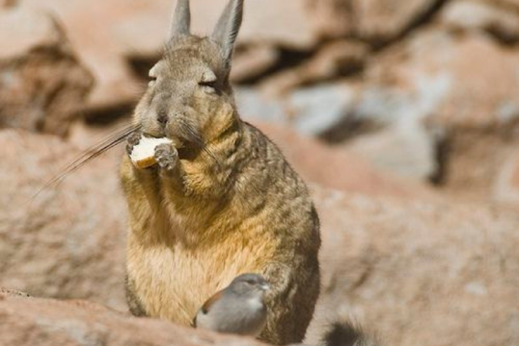 vizcacha A pesar de la alta cantidad de óvulos liberados, no todos son fertilizables. (Foto: Pinterest)