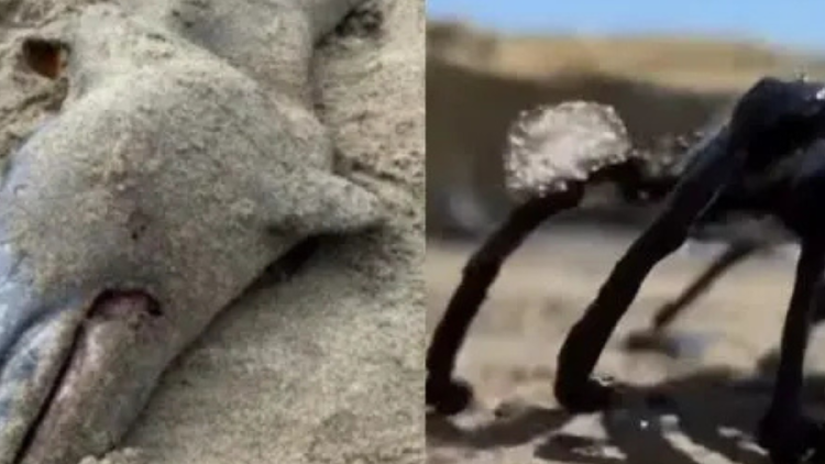 delfines cangrejos Delfines y cangrejos resultaron afectados por la contaminación petrolera.