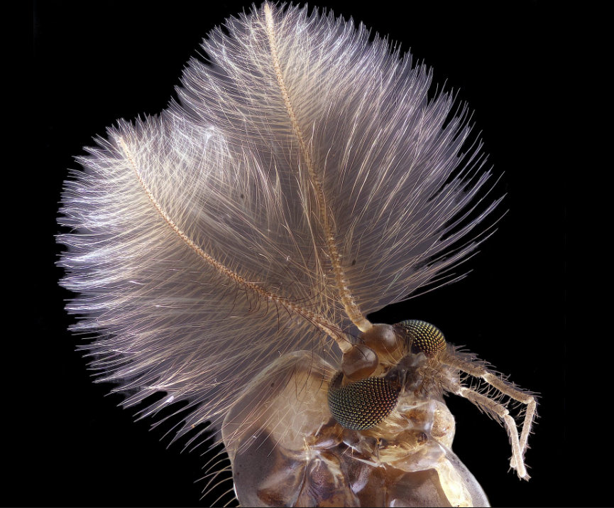 4 Jan Rosenboom Nikon Small World Photomicrography Competition 4 Jan Rosenboom Nikon Small World Photomicrography Competition