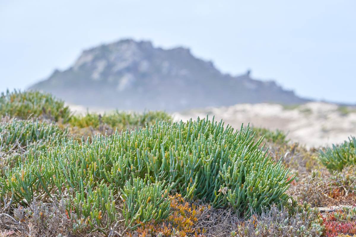 Fynbos en Sudáfrica