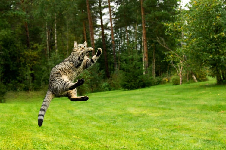 gato saltando