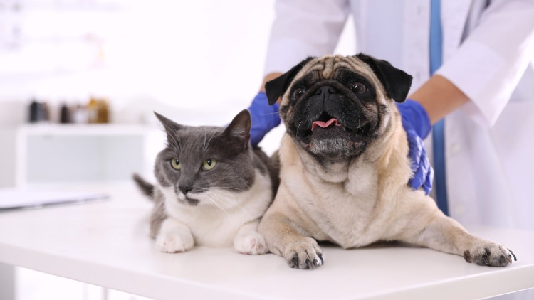 mascotas ia mascotas ia