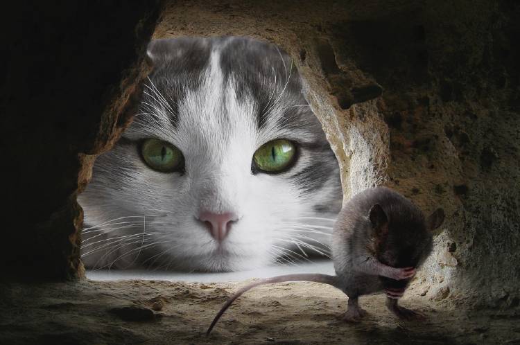gato ratón Un gato mira a un ratón asustado
