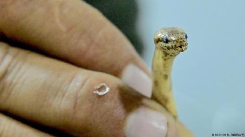 Nueva especie de boa enana La nueva especie de boa enana, Tropidophis cacuangoae.