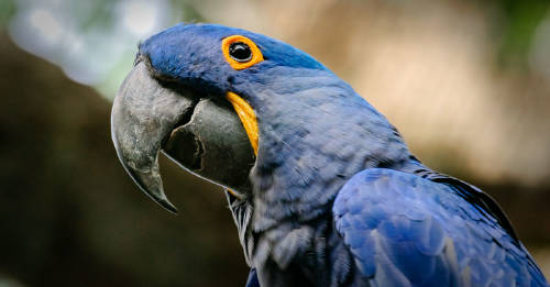 animales america latina extinguieron ultimos años animales america latina extinguieron ultimos años