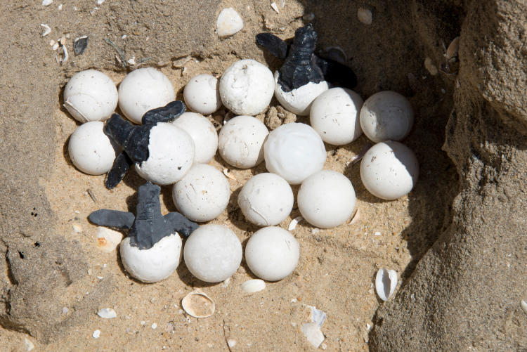 tortugas marinas tortugas marinas