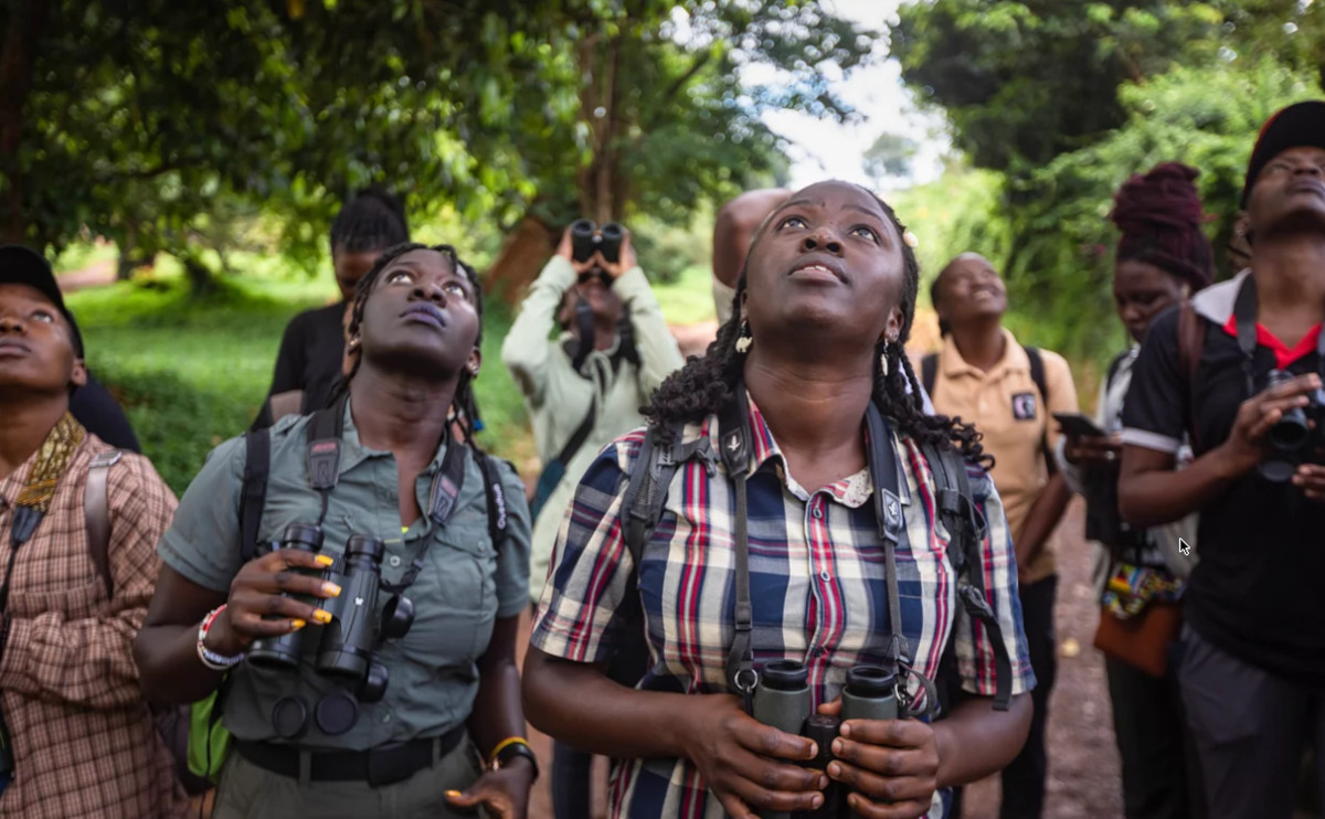 mirar aves mirar aves