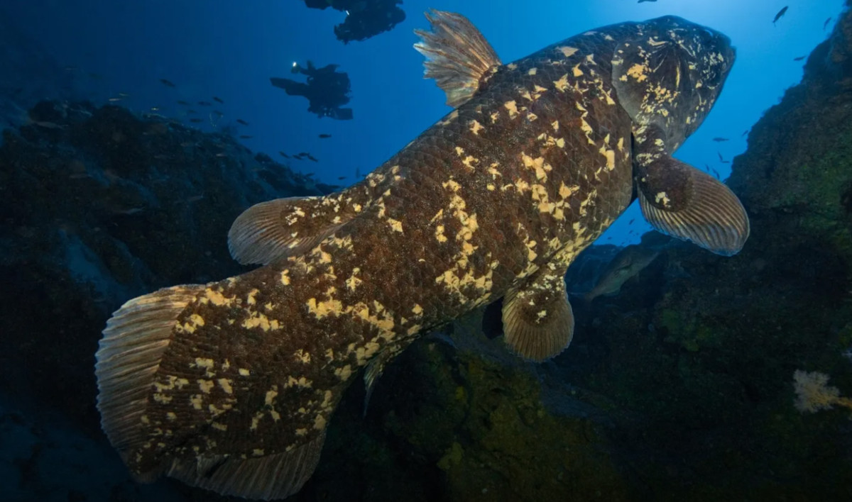 celacanto2 celacanto2