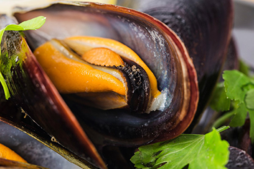 mejillones Mejillones contra enfermedades: lo que investiga la ciencia a través de estudios del Consejo Superior de Investigaciones Científicas (CSIC) evidencia que los frutos del mar poseen una estrategia inmunológica única. (Foto: Pinterest)