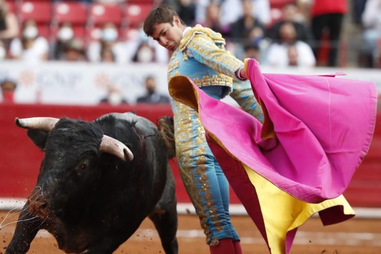 toros toros
