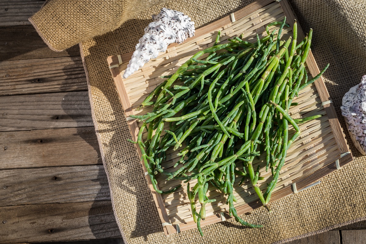 salicornia Salicornia