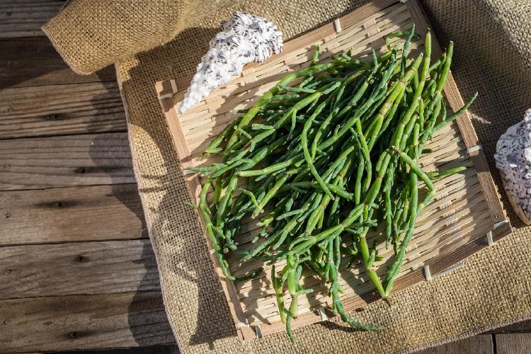 Salicornia