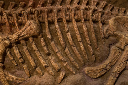 Dragón bailarín: el dinosaurio emplumado que hallaron en China