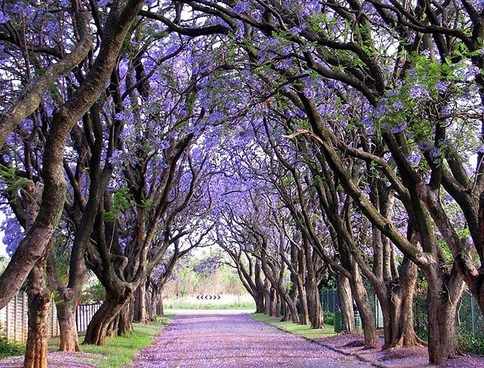 Los árboles más bellos del mundo | Bioguia