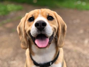 perro por qué mi perro tiembla