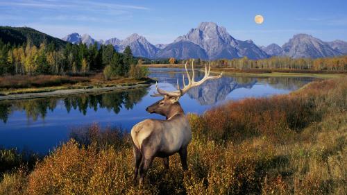 Parque nacional, con luna montañas y ciervo